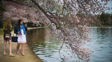 Wisatawan menggunakan kamera ponsel untuk mengambil gambar dari bunga sakura yang mulai mekar di Tidal Basin, Washington DC, Selasa (22/3). (Jim Watson/AFP)