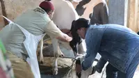 Ratusan Hewan Ternak di Kota Probolinggo Jadi Sasaran Vaksinasi PMK Kedua