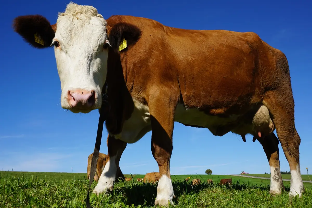 Ilustrasi sapi potong