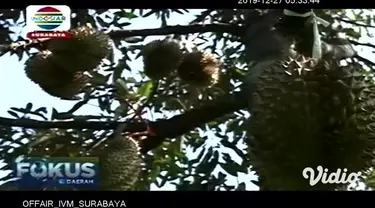 Kebun yang berlokasi tak jauh dari pusat kota di Jember, Jawa Timur, menawarkan sensasi wisata spesial untuk mengisi libur akhir tahun Anda. Tak hanya menikmati udara segar, pengunjung juga bisa merasakan sensasi memetik durian langsung dari pohon da...