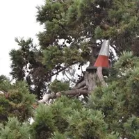 Orang-orang dibuat kebingungan kenapa kerucut lalu lintas ada di atas pohon. (Via: mirror.co.uk)