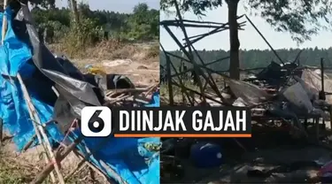 Insiden mengerikan terjadi saat para penebang kayu tengah tidur di hutan Chachoengsao, Thailand. Kawanan gajah liar mengamuk dan menyerang salah satu pekerja dengan cara menginjak-nginjaknya. Sedangkan pekerja lainnya berhasil menyelamatkan diri.