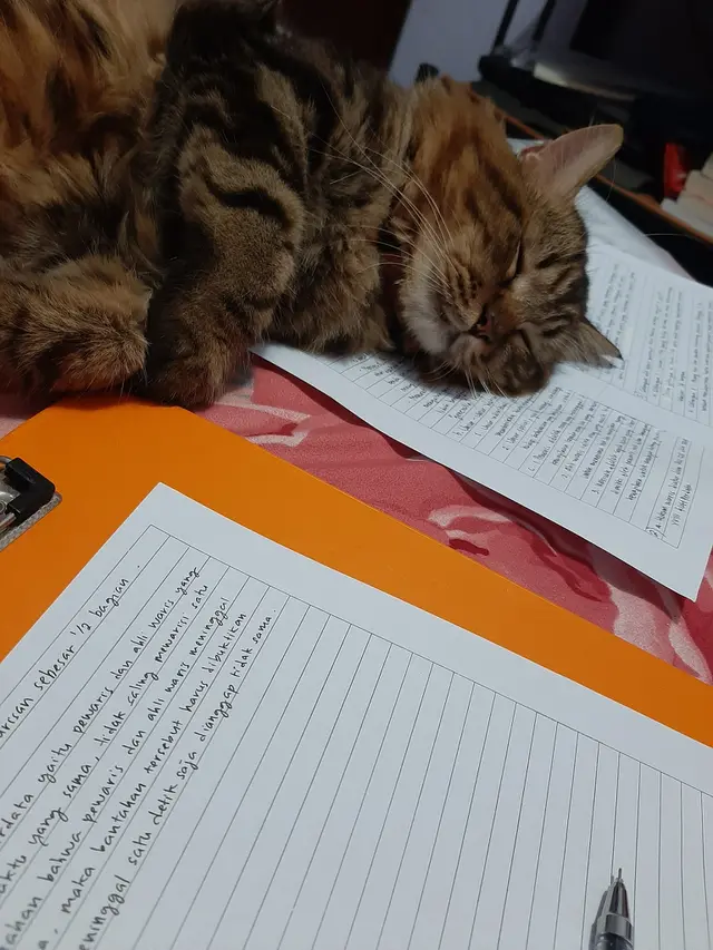 10 Potret Tempat Kucing Rebahan Ini Bikin Geleng Kepala, Enggak Habis Pikir