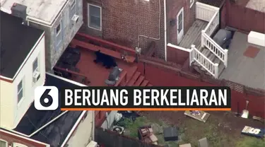 BERUANG BERKELIARAN