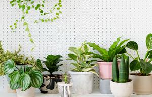 Ilustrasi bunga sri rejeki, tanaman hias. (Image by rawpixel.com on Freepik)