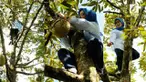 Bupati Lebak Hj. Iti Octavia Jayabaya meninjau perkebunan durian di kampung palopat. Tanpa ragu, ia langsung memanjat pohon durian untuk memanen satu buah durian.