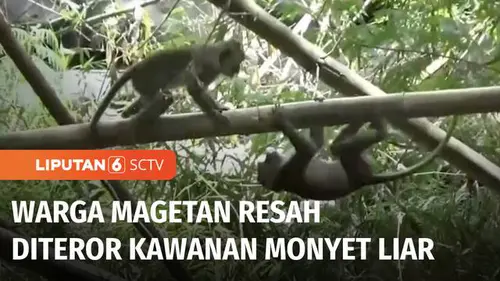 VIDEO: Meresahkan, Belasan Monyet Liar Masuk Permukiman Warga di Magetan