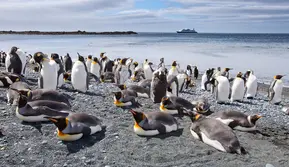 Studi: Kotoran Penguin Bikin Salju Antartika Menghijau dan Cepat Cair