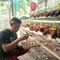 Tips Pelihara Ayam Petelur Ala Peternak Rumahan di Pemalang, Hasilkan Panen Maksimal