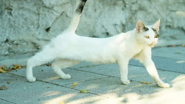 Alasan Kucing Meregangkan Tubuh Saat Melihat Orang