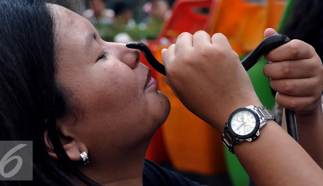 Pencinta reptil yang tergabung dalam Reptile dan Amphibian Community menampilkan beberapa hewan reptil mereka di Car Free Day, Jakarta, Minggu (23/8/2015). Kehadiran mereka menarik perhatian warga yang sedang menikmati CFD. (Liputan6.com/Johan Tallo)