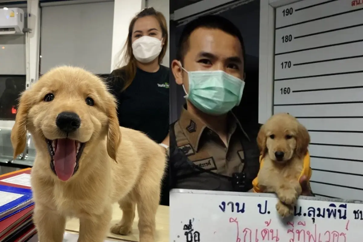 Anjing Menggemaskan