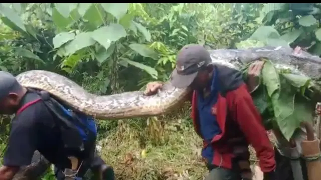 Petani di Muna menemukan ular piton sepanjang 7 meter dan menjual dagingnya, Rabu (21/9/2022).(Liputan6.com/Ahmad Akbar Fua)