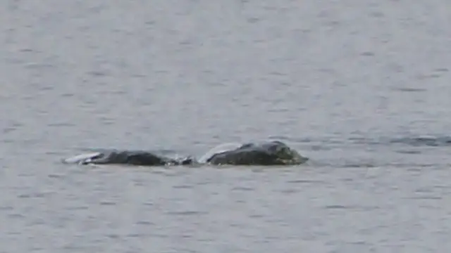 Penampakan Baru Monster Loch Ness