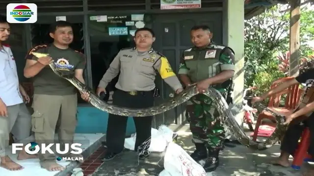 Warga sekitar areal pemakaman di tepi Kali Leduk, Kelurahan Gembor, Periuk, Kota Tangerang, digegerkan dengan upaya penangkapan seekor ular sanca yang tak jauh dari permukiman warga.