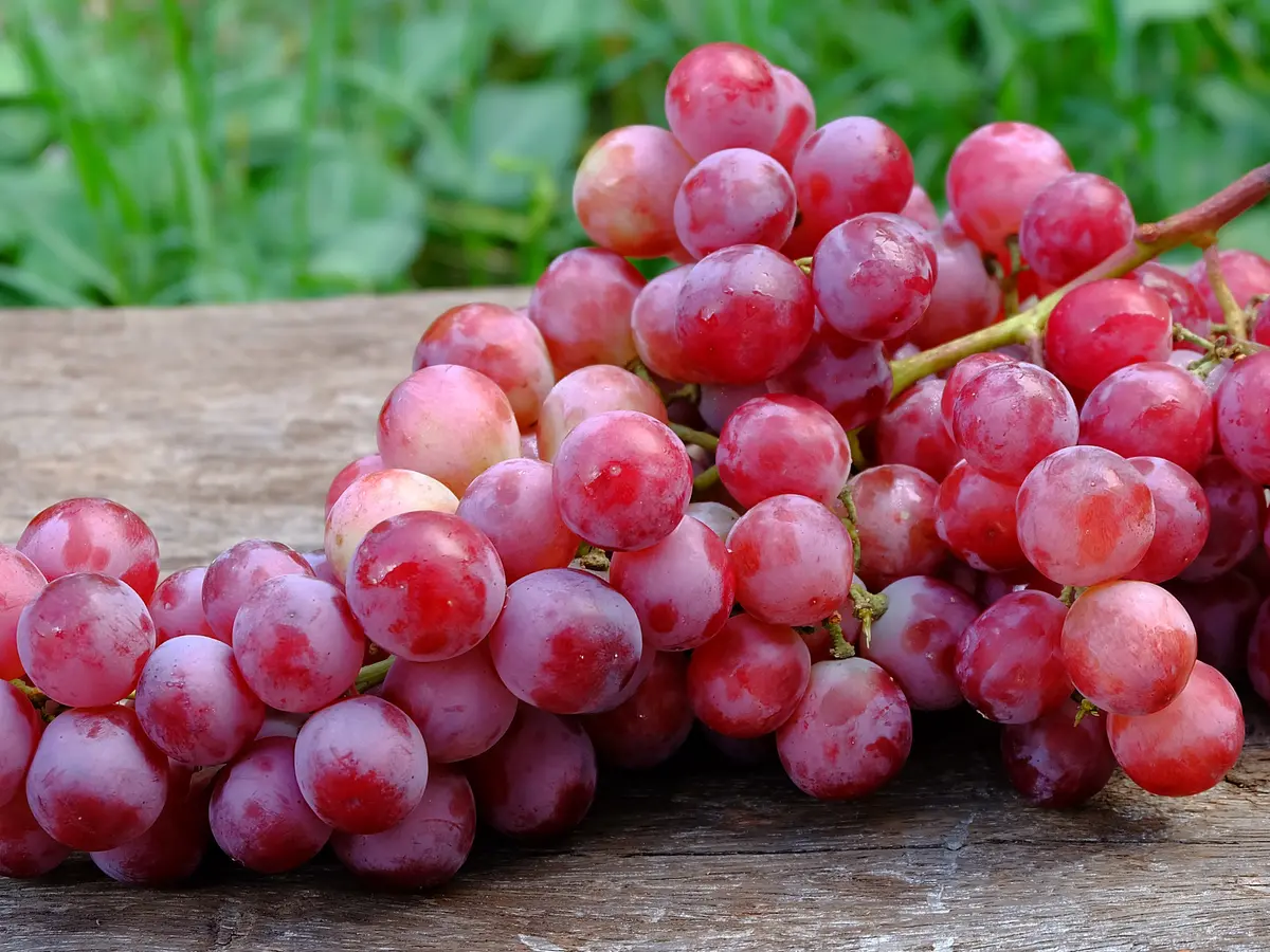 Manfaat Buah Anggur Merah untuk Kesehatan, Konsumsi Secara