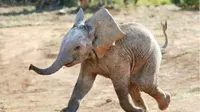Gajah yang ingin bermain dengan burung ini terlihat menggemaskan
