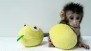 Salah satu dari dua monyet kloning, Hua Hua, memegang mainannya saat berada dalam kandang di sebuah laboratorium, China. Dua bayi monyet yang baru lahir sekarang menyusui dari botol dan tumbuh normal. (Chinese Academy of Sciences via AP)