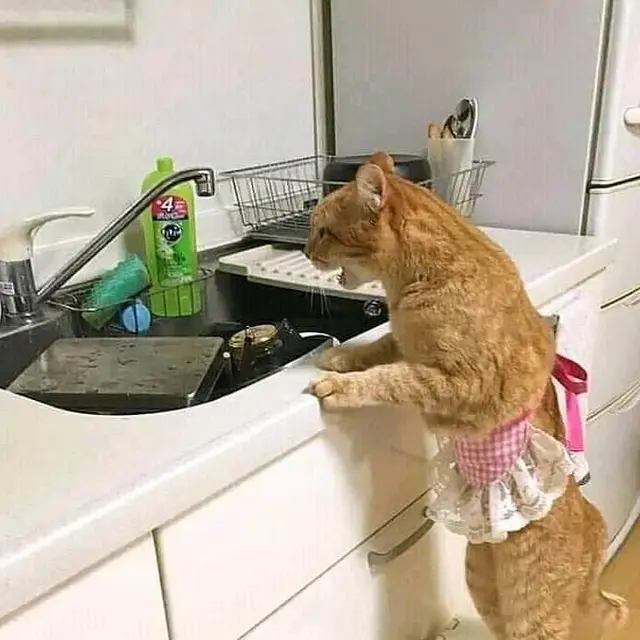 7 Potret Kucing Oranye Lakukan Pekerjaan Rumah, Bisa Jadi Kucing Baik