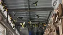 Peternak saat bermain dengan burung lovebird di sebuah peternakan kawasan Duren Sawit, Jakarta, Minggu (23/9). Burung lovebird memiliki harga jual mulai Rp 200 ribu hingga Rp 500 juta. (Merdeka.com/Iqbal Nugroho)