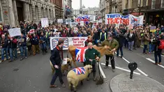 Hewan ternak berupa, sapi dan domba ikut ambil bagian dalam aksi protes oleh petani lokal di Downing Street, pusat kota London, Inggris, Rabu (23/3). (LEON Neal/AFP)