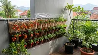 Panduan Sulap Teras Rumah Desa Jadi Kebun Buah Menghasilkan Uang