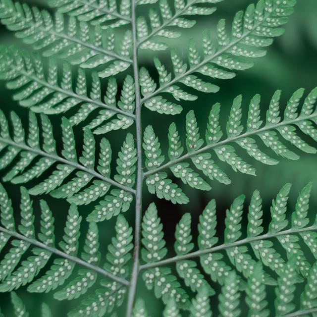 Macam Macam Tumbuhan Paku Ciri Serta Manfaatnya Untuk Manusia Hot Liputan6 Com