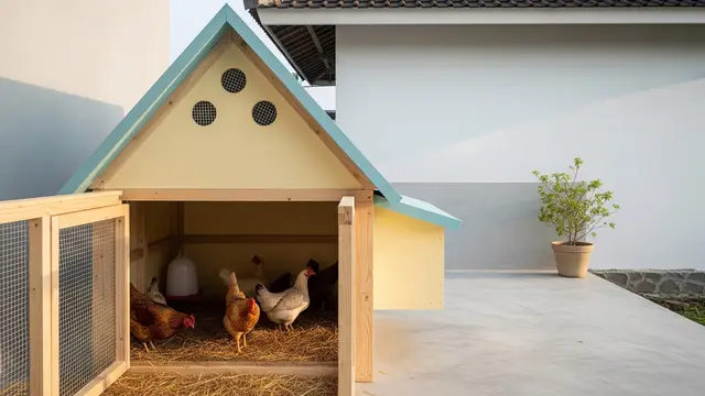 Kandang Ayam di Teras