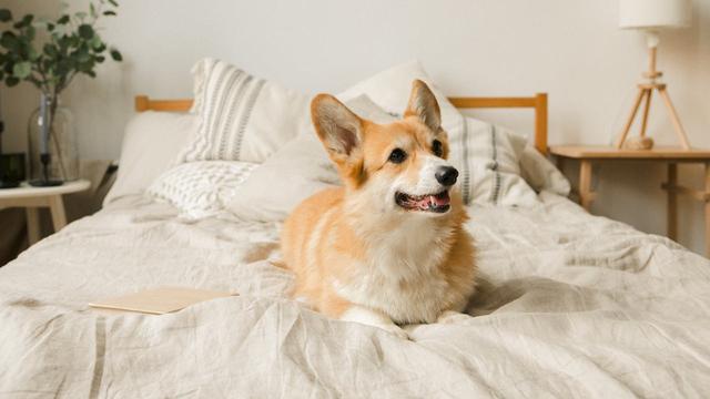 Pembroke Welsh Corgi
