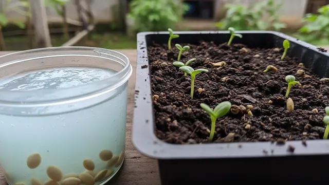 cara menanam melon di pot halaman rumah
