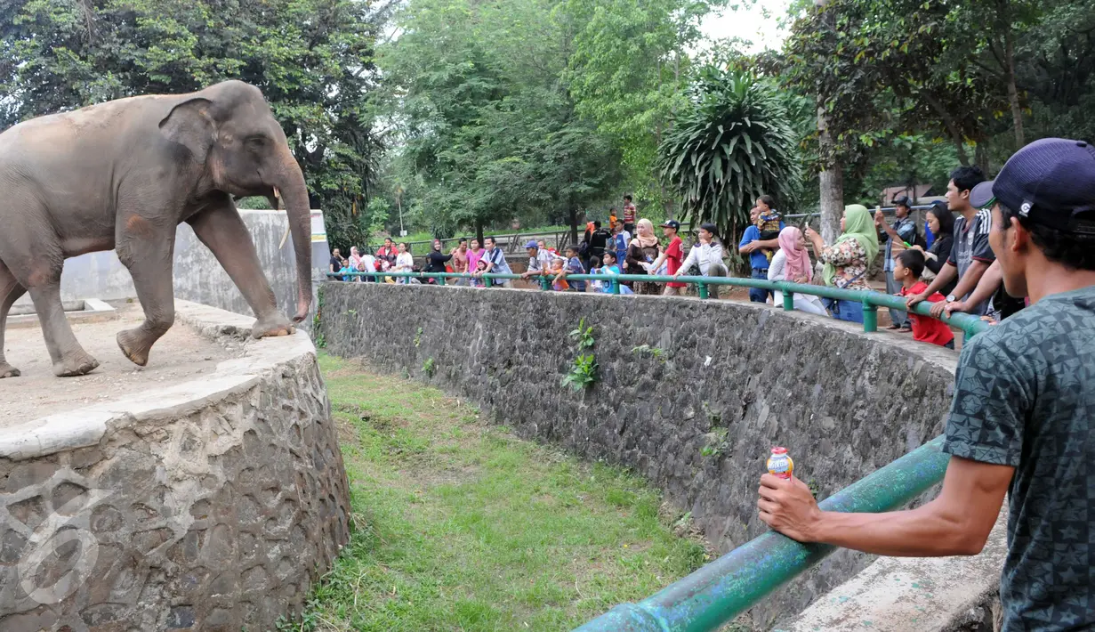 Warga melihat gajah di Kebun Binatang Ragunan, Jakarta, Minggu (27/12/2015). Ragunan masih menjadi tempat favorit untuk rekreasi bagi warga ibukota dan sekitarnya. (Liputan6.com/Helmi Afandi)