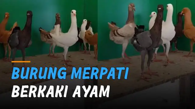 Sebuah video menunjukkan burung merpati berkaki ayam.