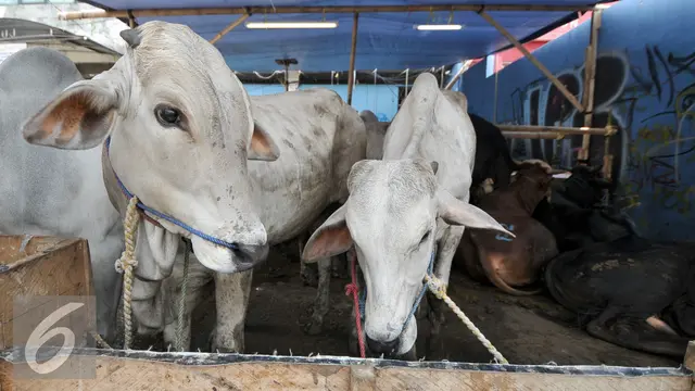 Daftar Harga Sapi dan Kambing Kurban Jelang Idul Adha 2025
