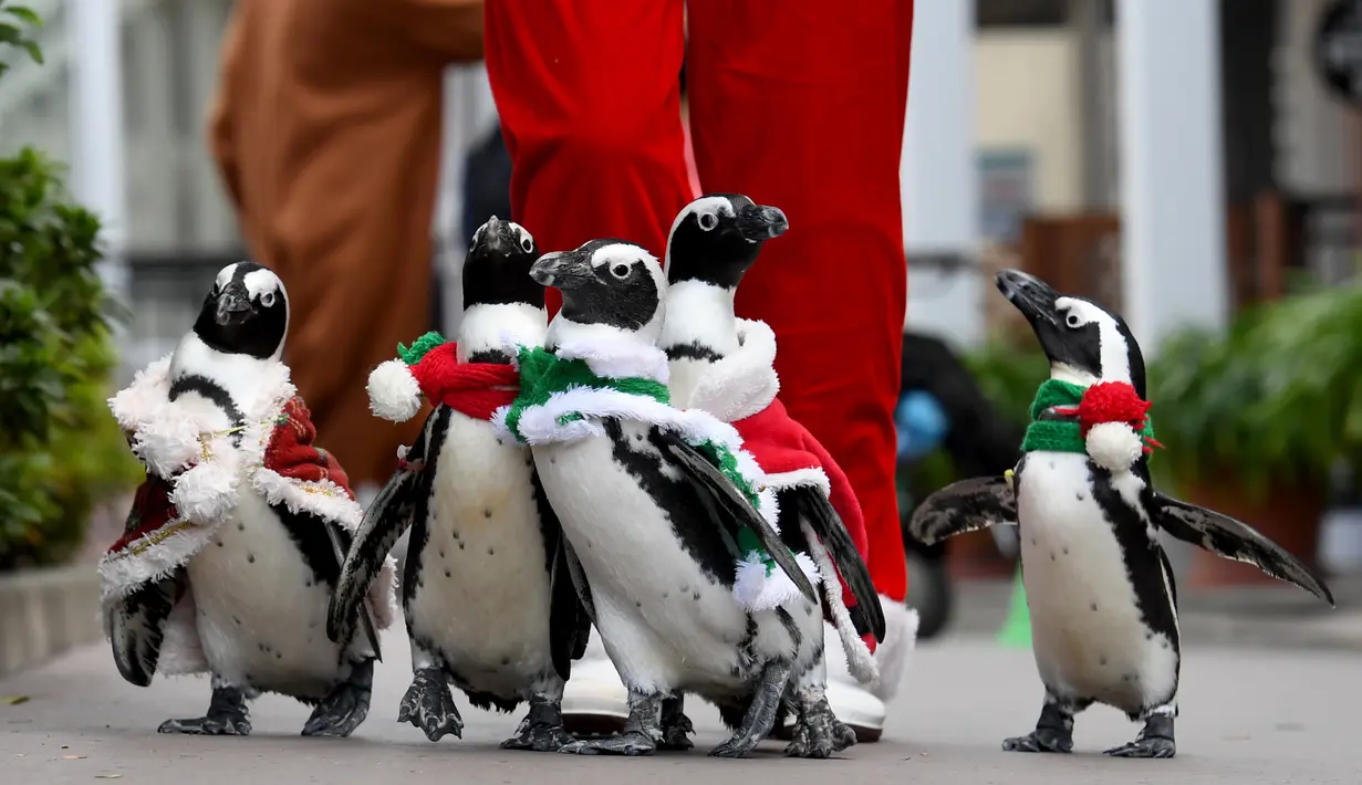 Penguin Afrika mengenakan kostum bertema Natal menghibur penonton di Hakkeijima Sea Paradise di Yokohama (11/11). Acara The aquarium's Christmas ini digelar dari 11 November hingga perayaan Natal, 25 Desember. (AFP Photo/Toshifumi Kitamura)