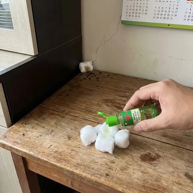 Cara Mengusir Tikus dengan Minyak Kayu Putih