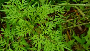 Kenikir. (Foto: Tropical Self Sufficiency)