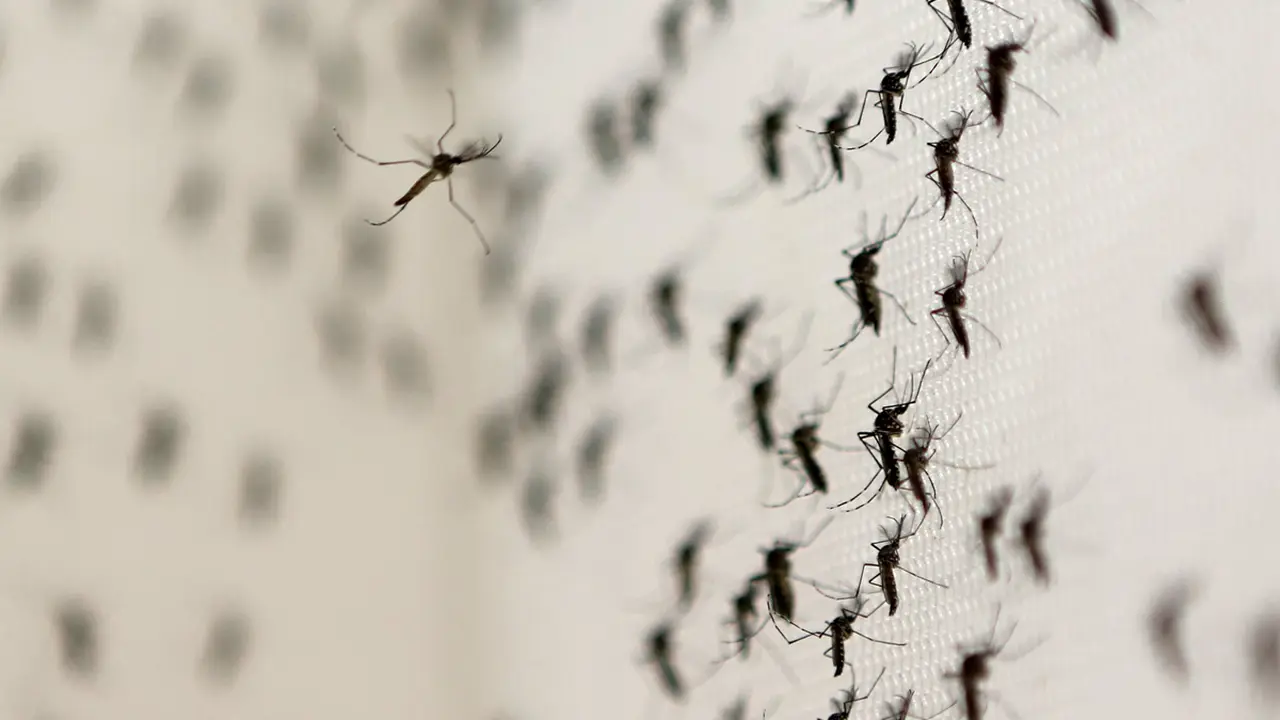 20160203-Nyamuk-Zika-Reuters