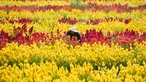 Seorang tukang kebun bekerja di obyek wisata Taman Bunga Celosia di Panga, provinsi Aceh, 27 Januari 2019. Taman seluas satu hektare ini ditumbuhi ribuan bunga celosia yang umumnya banyak dijumpai di negeri kincir angin, Belanda. (CHAIDEER MAHYUDDIN/AFP)