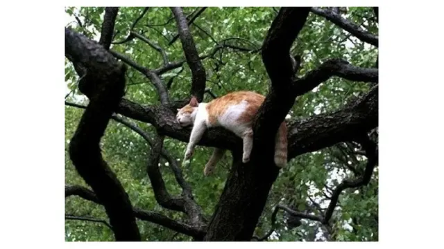 8 Pose Kucing saat Tidur di Pohon Ini Bikin Gemas Sekaligus Geregetan