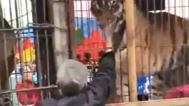 Usil Ganggu Harimau Sirkus, Jari Kakek Ini Putus Diterkam