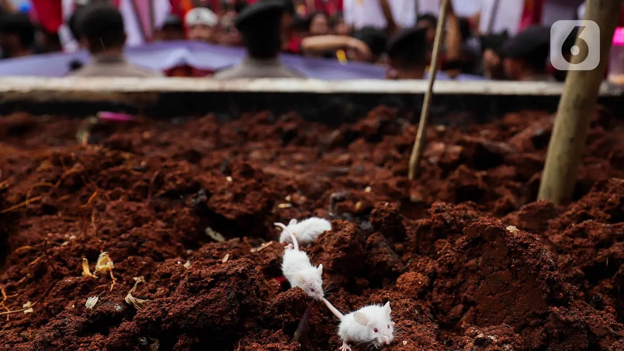 Bawa Tikus, Mahasiswa Desak KPK Tangkap Harun Masiku