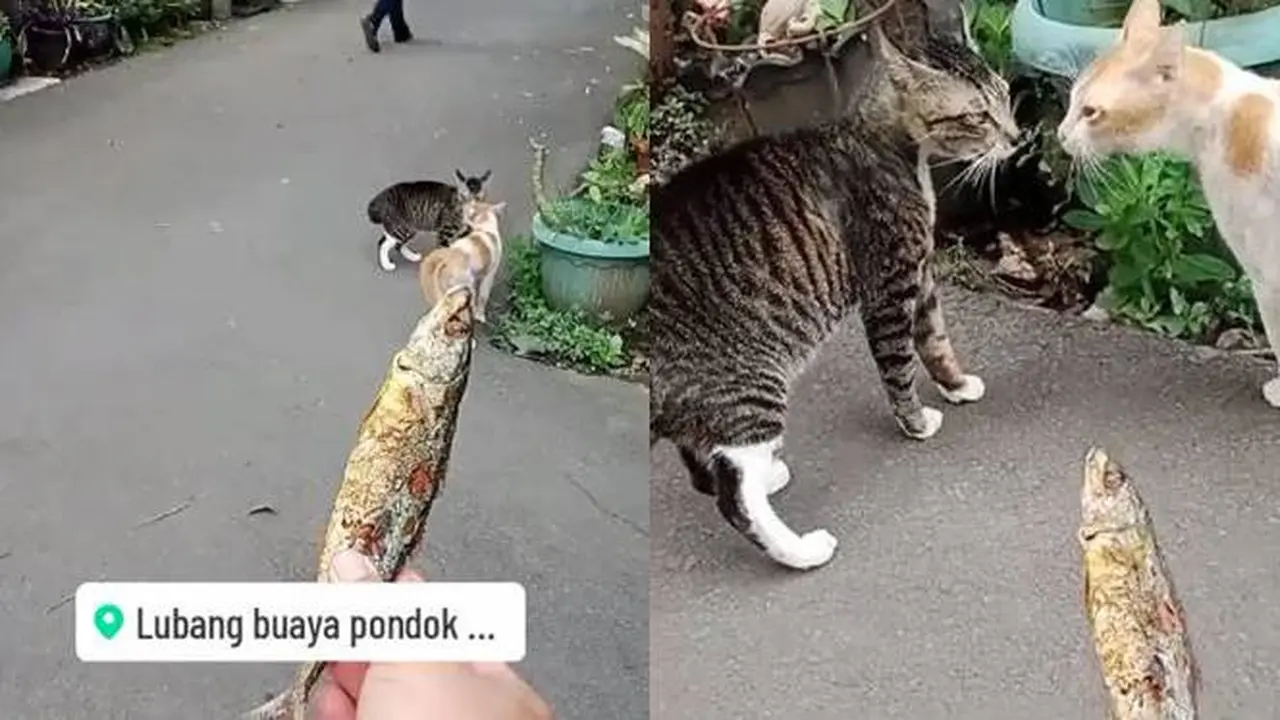 Viral Momen Nyeleneh Orang Lerai Kucing Berantem Pakai Ikan Ini Berujung Kocak