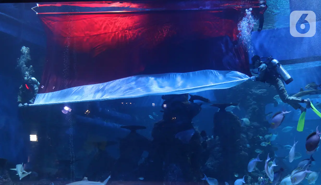 Penyelam melakukan prosesi pengibaran bendera merah putih raksasa di Jakarta Aquarium & Safari (JAQS), Jakarta, Selasa (17/8/2021).  JAQS juga menyelenggarakan atraksi bawah air, yang dilakukan para penyelam dengan mengenakan kostum pejuang. (Liputan6.com/Herman Zakharia)
