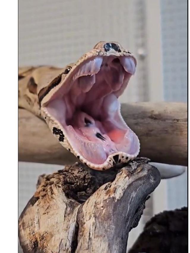 Potret Ular Menguap Ini Bak Manusia yang Tukang Tidur, Jadi Momen Langka