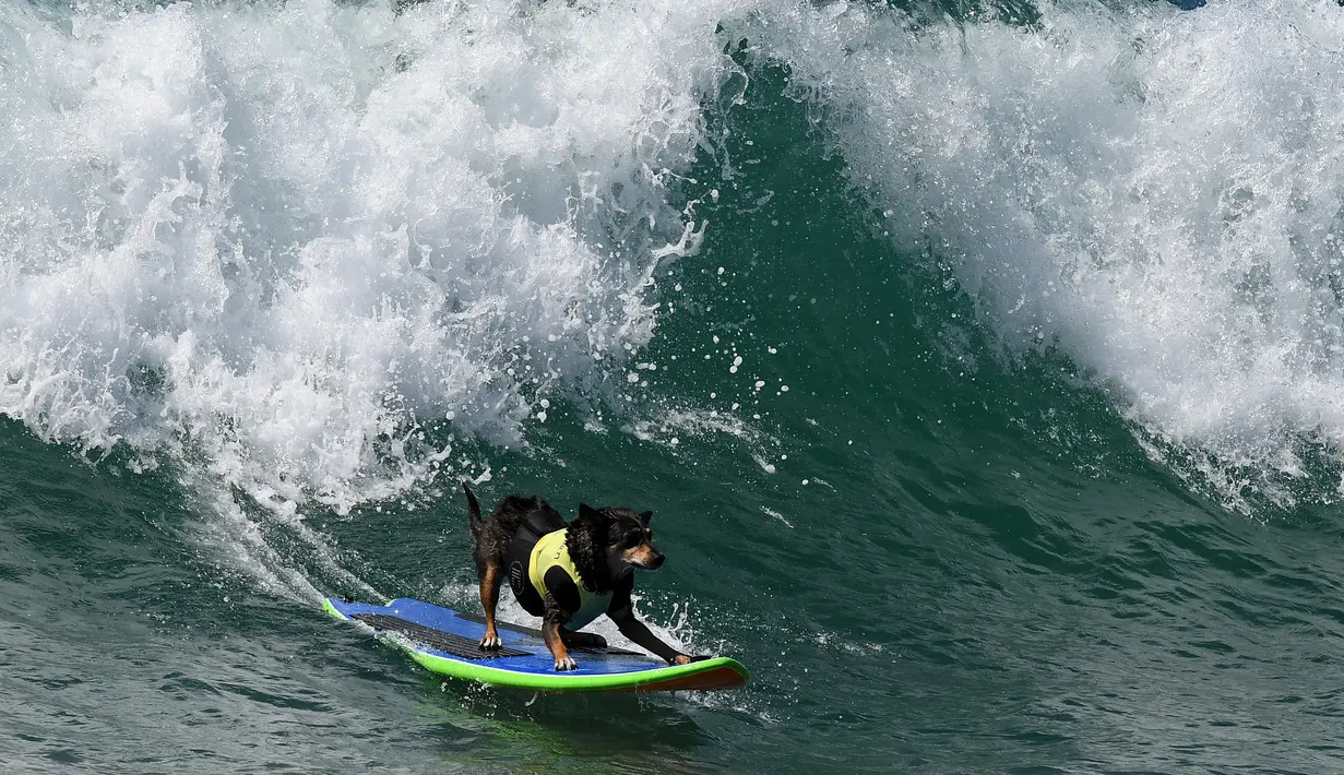 Seekor anjing menaiki papan selancar mengikuti Surf City Dog di Pantai Huntington, California (23/9). Kompetisi ini dibagi menjadi 8 kategori, termasuk peselancar kategori kecil, menengah, besar, dan ekstra besar. (AFP Photo/Mark Ralston)