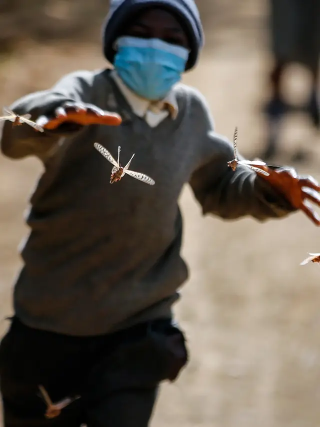 Miliaran belalang menyerang lahan pertanian di Kenya.