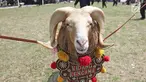 Seekor domba bersiap bertanding ketangkasan domba Garut dalam acara Jambore Peternakan Nasional 2017 di Buperta Cibubur, Jakarta, Sabtu (23/9). Ketangkasan domba Garut diikuti sebanyak 160 ekor domba. (Liputan6.com/Herman Zakharia)