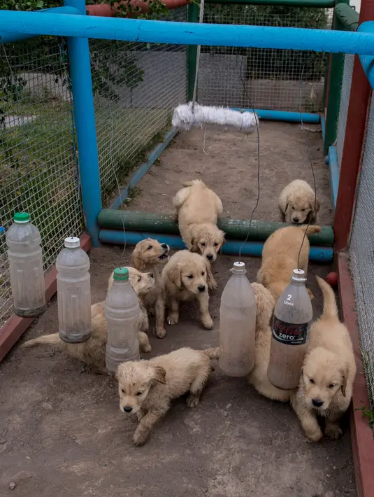 Anak anjing Golden Retriever berusia 50 hari terlihat di sekolah pelatihan anjing polisi Chile di Santiago, 9 Oktober 2018. Dua ratus anjing dari ras yang berbeda mengikuti pelatihan di paru-paru kota Santiago. (Martin BERNETTI/AFP)