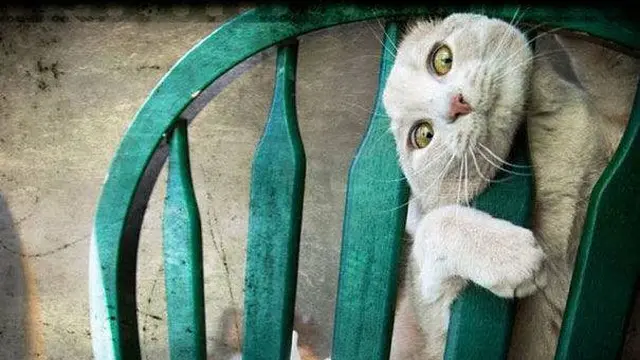 7 Momen Apes yang Dialami Kucing Ini Ini Bikin Kasihan