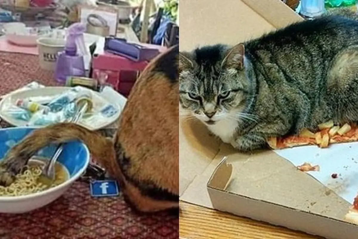 6 Momen Apes Gagal Makan Karena Tingkah Kucing Ini Bikin Geregetan